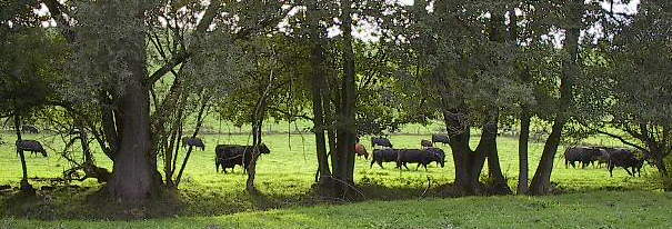 Angus im Maisbacher Tal am 25.9.2004 in der Abendsonne um 18 Uhr