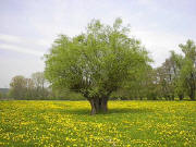 Lwenzahnwiese im April 2002 bei Maisbach sdlich von Heidelberg