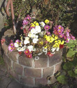 Brunnen mit Winterastern am 14.11.2003 im Maisbachtal