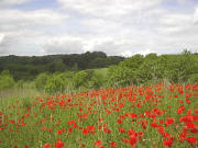 Mohnfeld bei Maisbach im Mai 2002: rot - hellgrn - dunkelgrn