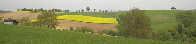 Rapsfeld im Mai 2002 im Sden von Heidelberg bei Maisbach