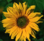 sonnenblume.jpg (26843 Byte)